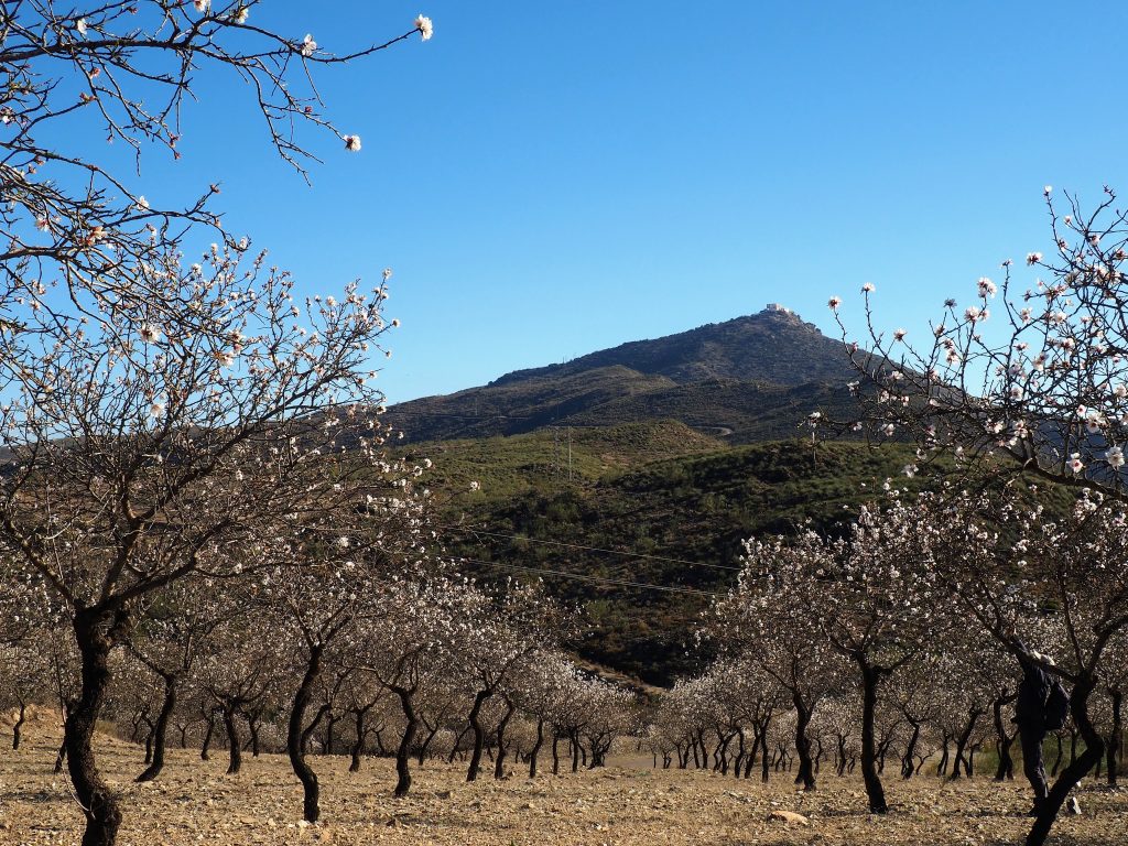 Almendros a los pies del Cerro de Monteagudo